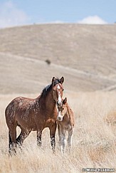Wild Horses Colt 040320 0884 2