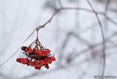 Red Berries Winter 030212 19