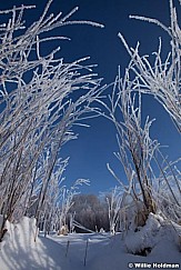 Frost Laden Willows 123112 2461