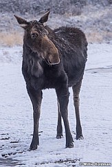 Moose Snow Dust 032618 7649