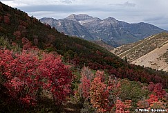 Red Maples with Timpanogos from bear canyon, Utah
