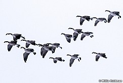 Geese Gliding 121015 3 2