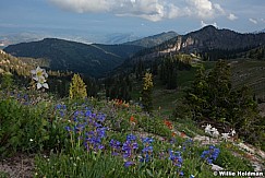 Mountain Wildflowers Wasatch 071213 5539