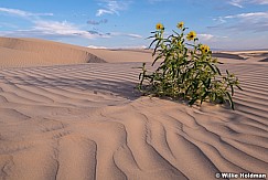 Sand Dune Daisy 082518 7421 3