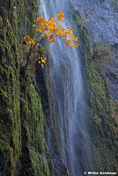 Oregon Waterfall 110414 3