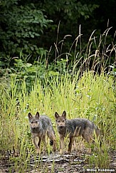 Wolf Family Alaska 081616 1646
