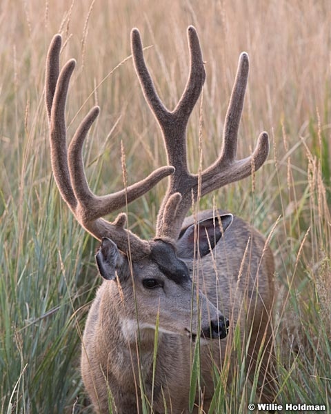 Mule Deer Buck 082018 6487 3