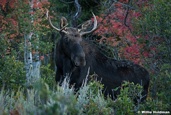 Autumn Wasatch Moose 092222 8053