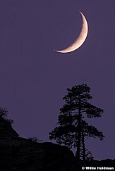 Crescent Moon Tree 110613 0333