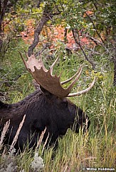 Moose Scruboak 093013 7171