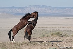 Mustang Fight 051621 9824