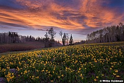 Lily Sunset Heber 052914F 3484