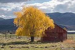 willow tree with red shed in Heber, Utah