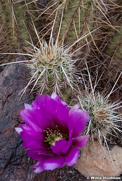 Cactus Flowers Grand Canyon 042012 1076