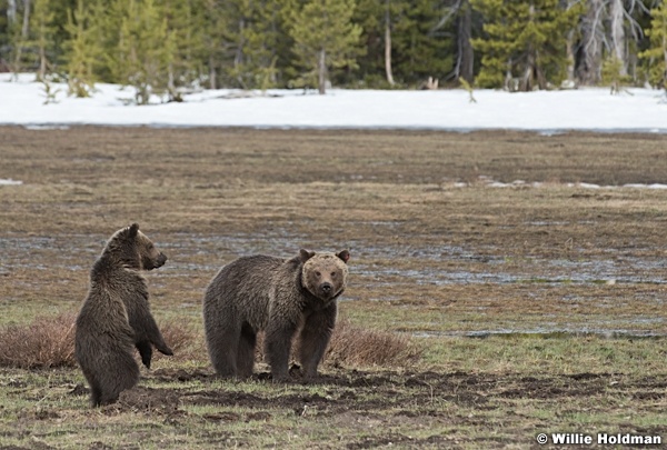 Grizzley Bear and Cub 050717 2505