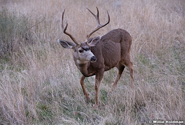 Deer Buck 110513 6010