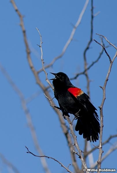 red winged blackbird 227