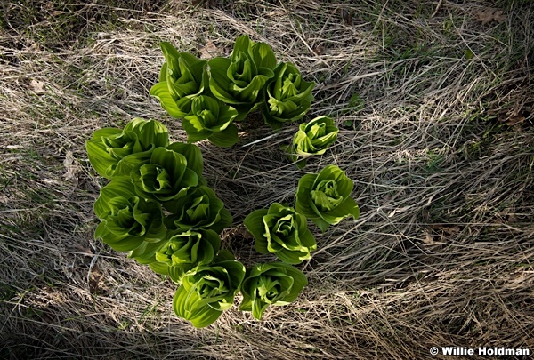 Spring Greens Skunk Cabbage 051317 7943