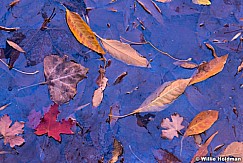 Autumn Leaves 110713 1130
