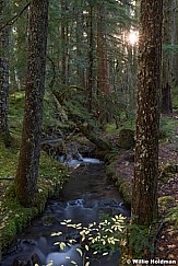 Hood Wilderness Stream 110614 7694 2