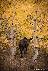 Moose Calf 101514 4573 2 4