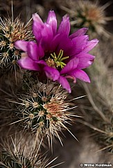 Fuchsia Cactus Grand Canyon 042417 merge 7121
