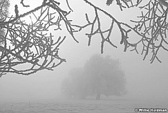 FrostytreesBW013009