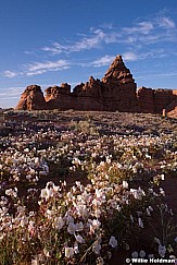 Desert Spring Flowers 050814 8507