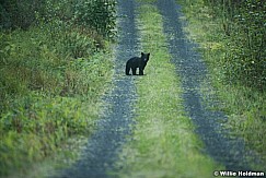 Alaska Bear Cub 081616 1749