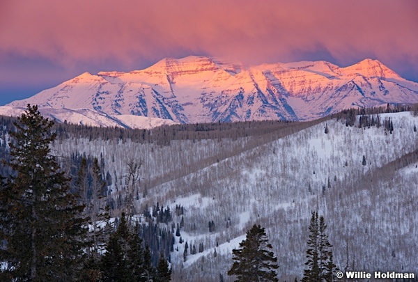 First pink light on timpanogos from center cree, uinta forest