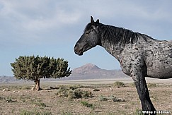 Mustang Utah Desert 051621 9760