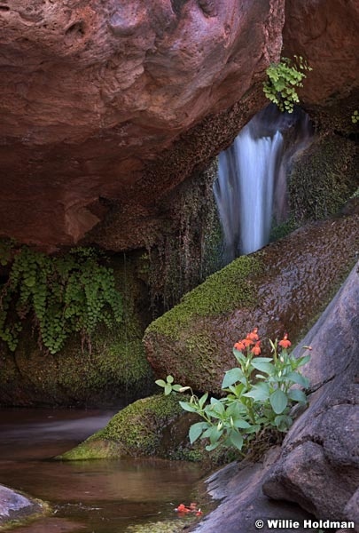 Grand Canyon Waterfall Flowers 042219 5270F
