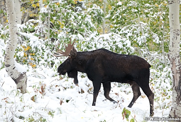 Bull moose 100611 2493