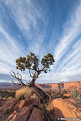 Capitol Reef Tree Clouds 111820 100