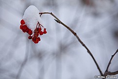 Red Berries Winter 030212 3