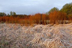Reeds Marsh 050813 0018