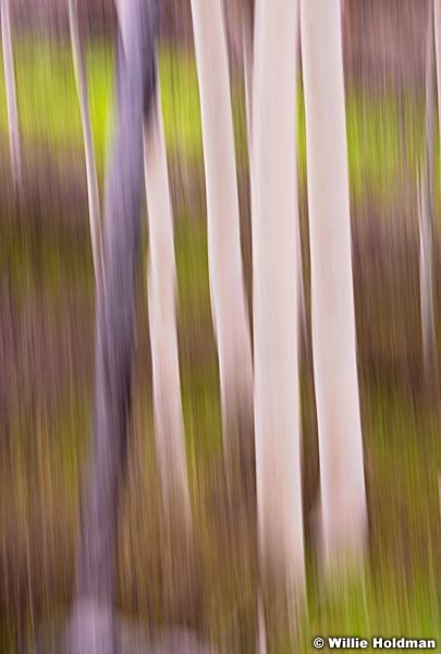 Aspen Abstract impressionistic, greens and browns