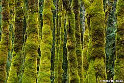 Green Moss Trees 110614 7527 2