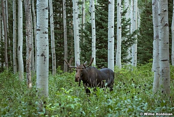 Moose Aspen Grove 082016 2