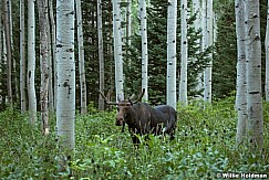 Moose Aspen Grove 082016 2