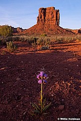 Lone Desert Flower 60414