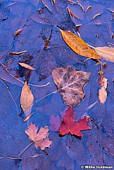 Autumn Leaves 110713 1133