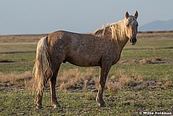 Wild Horse Portrait 051621 8358