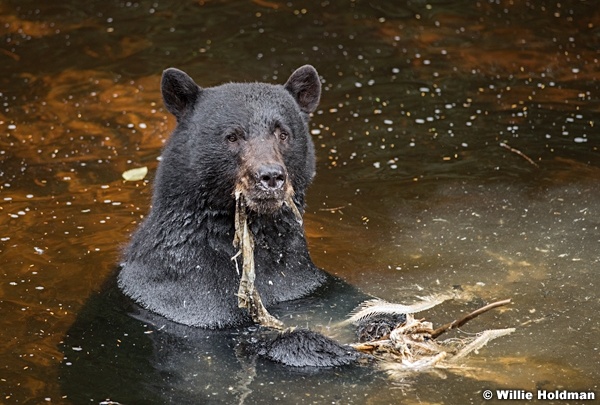 Black Bear Alaska 081916 5582