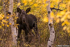 Moose Calf 101514 4573 3