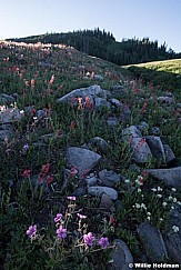 Heber Mountain Wildflowers 070118 7200 3