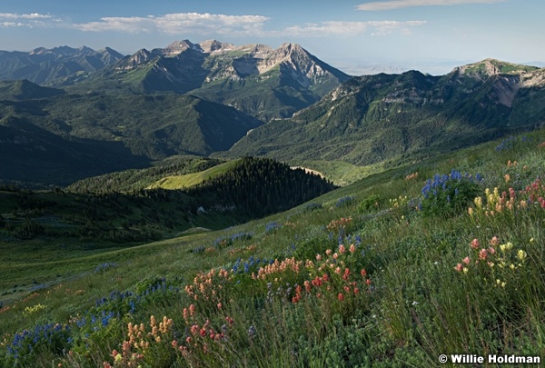 Mary Ellen Ridge Line with wildflowers and timpanogos, American Fork Canyon