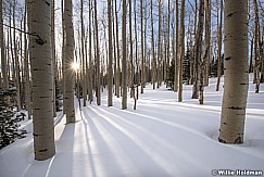 Aspen Forest Winter 030717 9801