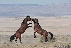 Mustang Fight 051621 9847