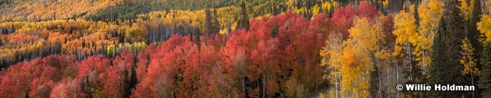 Awesome Aspen Color Pano.
